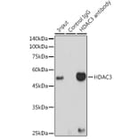 Western Blot - Anti-HDAC3 Antibody [ARC0016] (A305863) - Antibodies.com