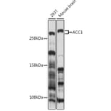 Western Blot - Anti-Acetyl Coenzyme A carboxylase alpha Antibody (A305866) - Antibodies.com