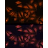 Immunofluorescence - Anti-NCAPD2 Antibody (A305867) - Antibodies.com