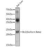Western Blot - Anti-Bcl-2 Antibody (A305870) - Antibodies.com