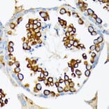 Immunohistochemistry - Anti-Calmegin Antibody [ARC2214] (A305871) - Antibodies.com