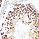 Immunohistochemistry - Anti-Calmegin Antibody [ARC2214] (A305871) - Antibodies.com