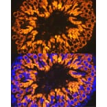 Immunofluorescence - Anti-Calmegin Antibody [ARC2213] (A305872) - Antibodies.com