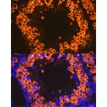 Immunofluorescence - Anti-Calmegin Antibody [ARC2213] (A305872) - Antibodies.com