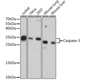 Western Blot - Anti-Caspase-3 Antibody [AMC0214] (A305875) - Antibodies.com