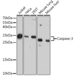 Western Blot - Anti-Caspase-3 Antibody [AMC0214] (A305875) - Antibodies.com