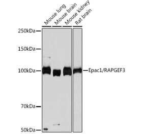 Western Blot - Anti-Epac1 Antibody [ARC0908] (A305876) - Antibodies.com
