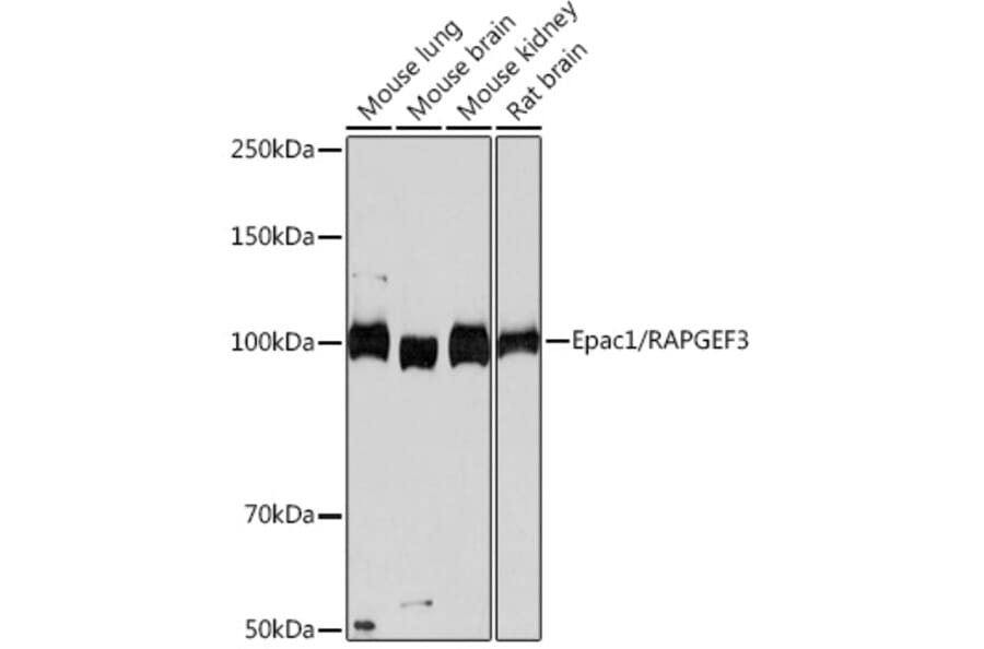 Western Blot - Anti-Epac1 Antibody [ARC0908] (A305876) - Antibodies.com