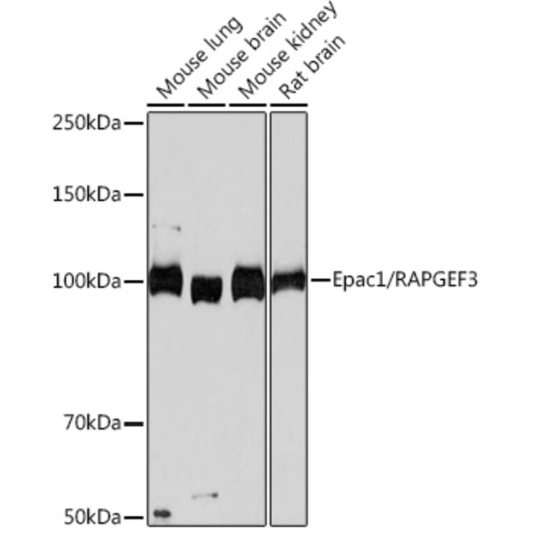 Western Blot - Anti-Epac1 Antibody [ARC0908] (A305876) - Antibodies.com