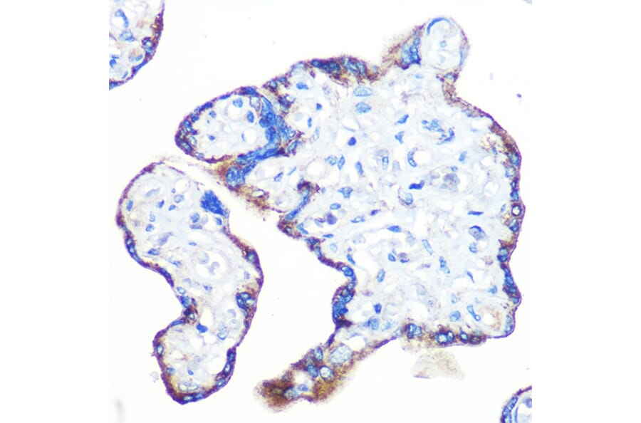 Immunohistochemistry - Anti-Epac1 Antibody [ARC0908] (A305876) - Antibodies.com