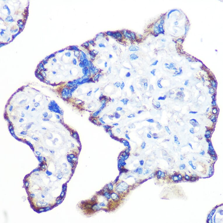 Immunohistochemistry - Anti-Epac1 Antibody [ARC0908] (A305876) - Antibodies.com