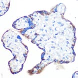 Immunohistochemistry - Anti-Epac1 Antibody [ARC0908] (A305876) - Antibodies.com