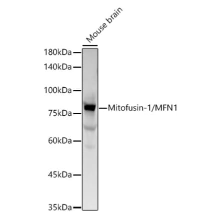 Western Blot - Anti-Mitofusin 1 Antibody [ARC54223] (A305886) - Antibodies.com