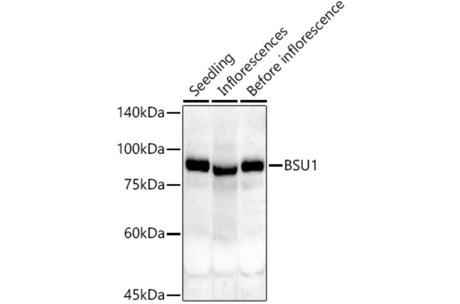 Western Blot - Anti-BSU1 Antibody (A305887) - Antibodies.com