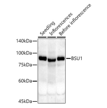 Western Blot - Anti-BSU1 Antibody (A305887) - Antibodies.com