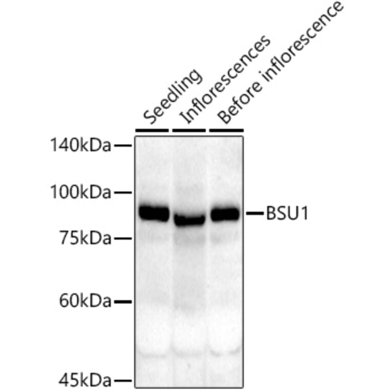 Western Blot - Anti-BSU1 Antibody (A305887) - Antibodies.com