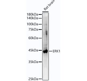 Western Blot - Anti-ERK1 Antibody [ARC51164] (A305892) - Antibodies.com