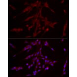 Immunofluorescence - Anti-ERK1 Antibody [ARC51164] (A305892) - Antibodies.com