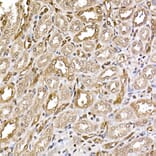 Immunohistochemistry - Anti-ERK2 Antibody [ARC51159] (A305893) - Antibodies.com