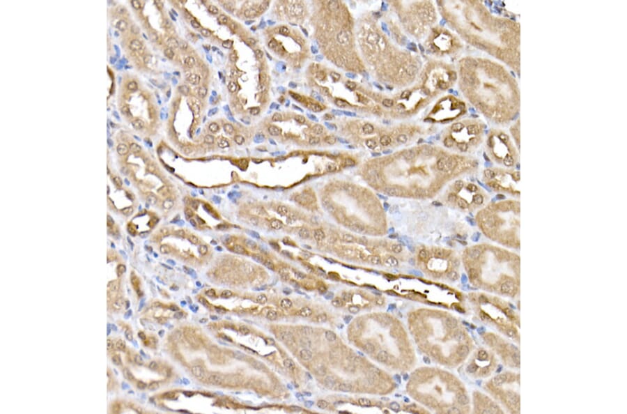 Immunohistochemistry - Anti-ERK2 Antibody [ARC51159] (A305893) - Antibodies.com