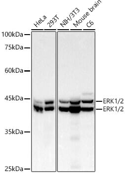 Anti-ERK1 + ERK2 Antibody [ARC51163] (A305894) | Antibodies.com