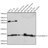 Western Blot - Anti-Cyclophilin B Antibody [ARC0290] (A305897) - Antibodies.com