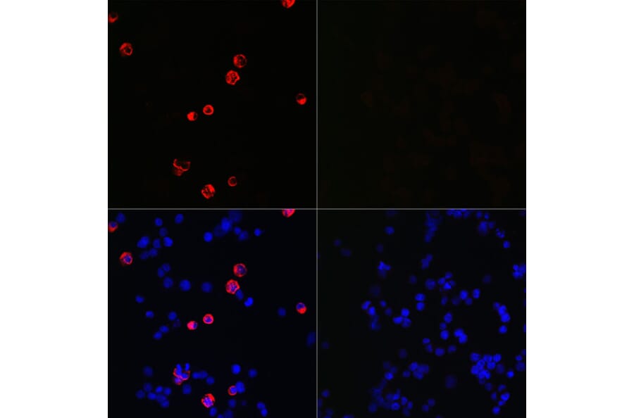 Immunofluorescence - Anti-SARS-CoV-2 Spike Glycoprotein S2 ECD Antibody (A305898) - Antibodies.com