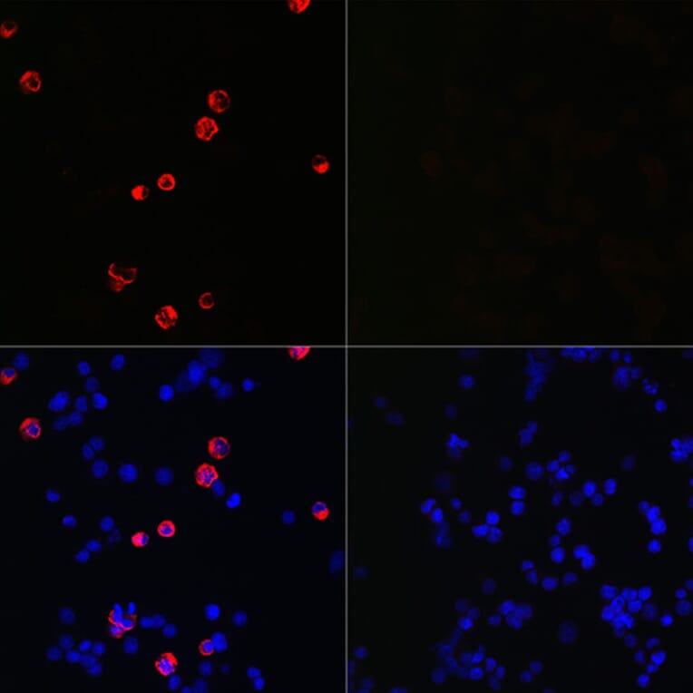 Immunofluorescence - Anti-SARS-CoV-2 Spike Glycoprotein S2 ECD Antibody (A305898) - Antibodies.com