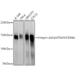 Western Blot - Anti-Integrin alpha 5 Antibody (A305899) - Antibodies.com
