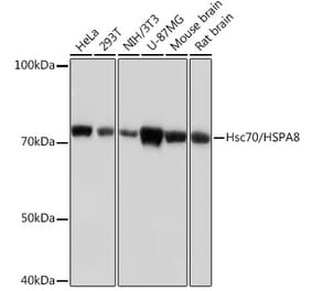 Western Blot - Anti-Hsc70 Antibody [ARC0258] (A305901) - Antibodies.com