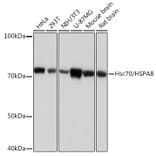 Western Blot - Anti-Hsc70 Antibody [ARC0258] (A305901) - Antibodies.com