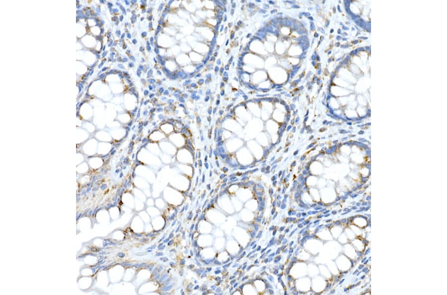Immunohistochemistry - Anti-Fam3a Antibody (A305905) - Antibodies.com