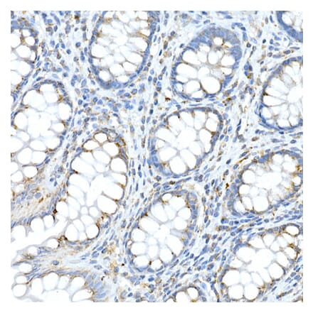 Immunohistochemistry - Anti-Fam3a Antibody (A305905) - Antibodies.com