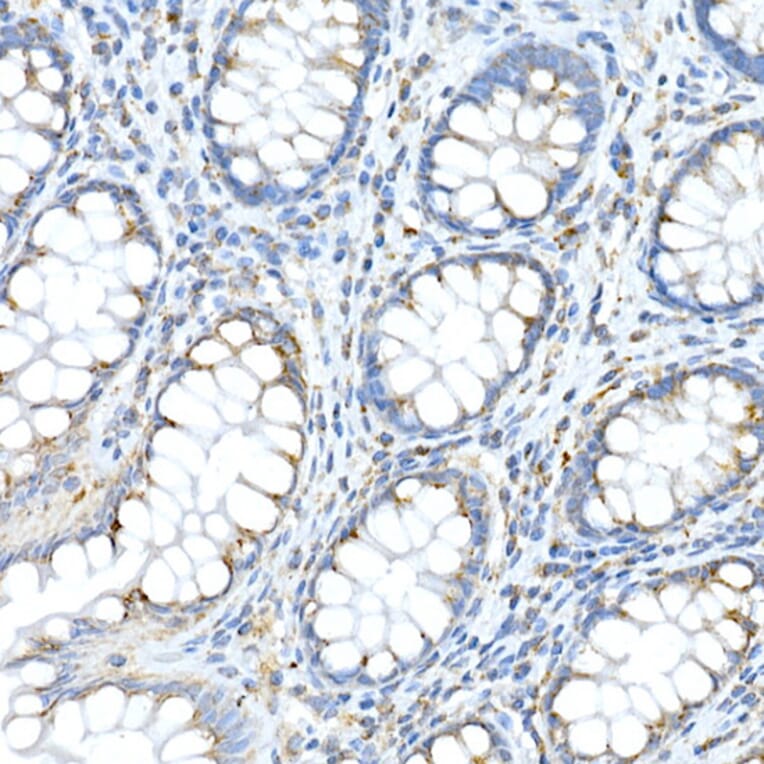 Immunohistochemistry - Anti-Fam3a Antibody (A305905) - Antibodies.com