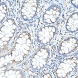 Immunohistochemistry - Anti-Fam3a Antibody (A305905) - Antibodies.com