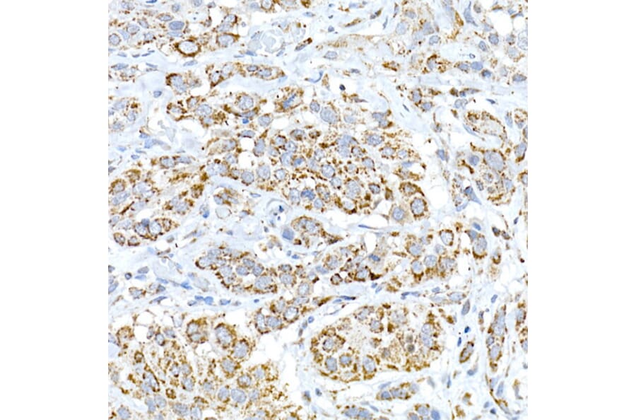 Immunohistochemistry - Anti-Fam3a Antibody (A305905) - Antibodies.com