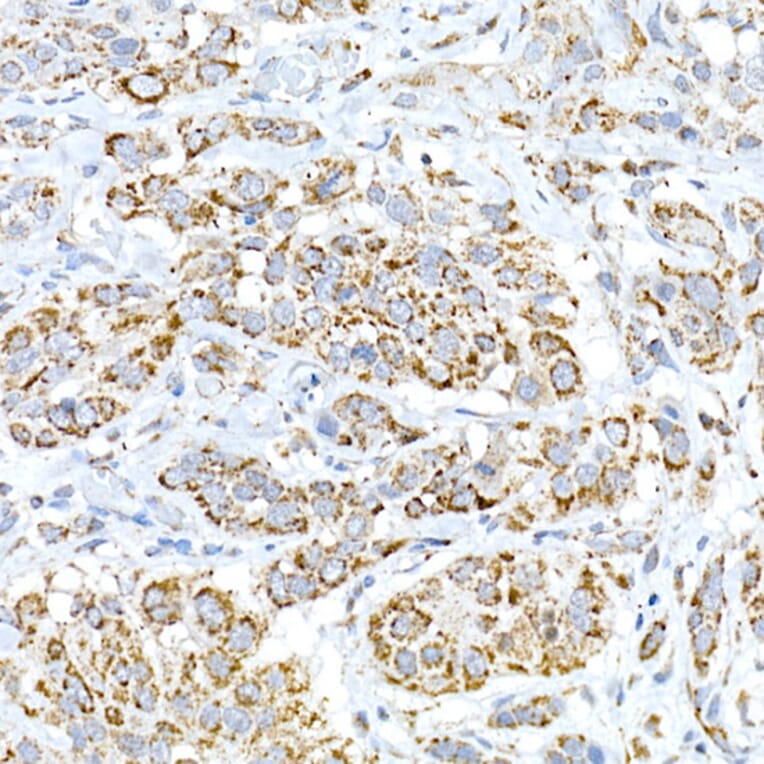 Immunohistochemistry - Anti-Fam3a Antibody (A305905) - Antibodies.com