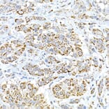 Immunohistochemistry - Anti-Fam3a Antibody (A305905) - Antibodies.com