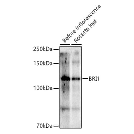 Western Blot - Anti-BRI1 Antibody (A305908) - Antibodies.com