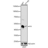 Western Blot - Anti-FH/Fumarase Antibody (A305909) - Antibodies.com