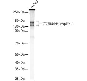 Western Blot - Anti-Neuropilin 1 Antibody [ARC55415] (A305913) - Antibodies.com
