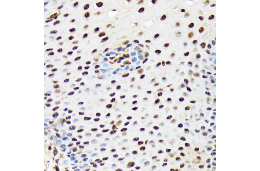 Immunohistochemistry - Anti-PRP19 Antibody [ARC1685] (A305915) - Antibodies.com