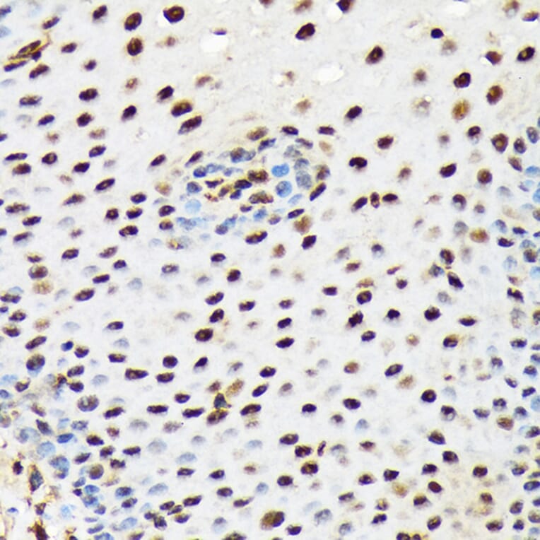 Immunohistochemistry - Anti-PRP19 Antibody [ARC1685] (A305915) - Antibodies.com