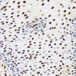 Immunohistochemistry - Anti-PRP19 Antibody [ARC1685] (A305915) - Antibodies.com