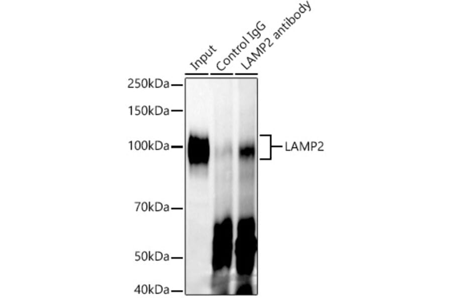 Western Blot - Anti-LAMP2 Antibody [ARC0274] (A305918) - Antibodies.com