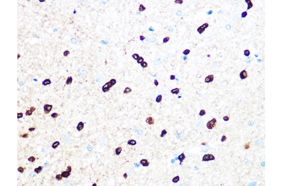 Immunohistochemistry - Anti-TPPP Antibody [ARC1129] (A305920) - Antibodies.com