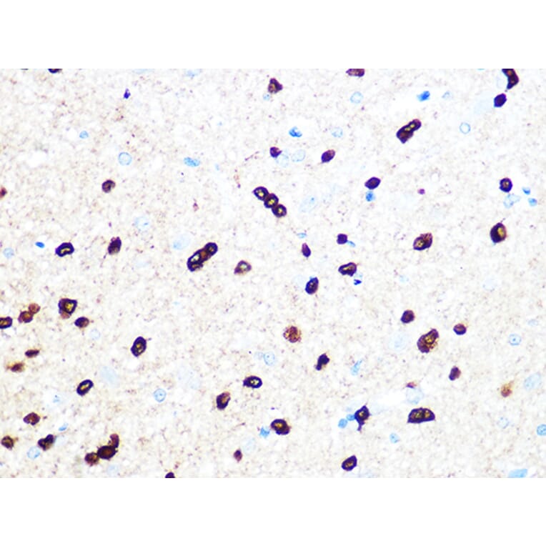 Immunohistochemistry - Anti-TPPP Antibody [ARC1129] (A305920) - Antibodies.com