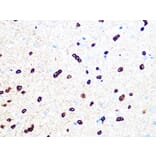 Immunohistochemistry - Anti-TPPP Antibody [ARC1129] (A305920) - Antibodies.com