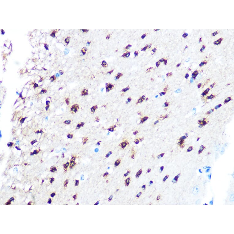 Immunohistochemistry - Anti-TPPP Antibody [ARC1129] (A305920) - Antibodies.com