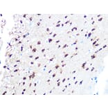 Immunohistochemistry - Anti-TPPP Antibody [ARC1129] (A305920) - Antibodies.com